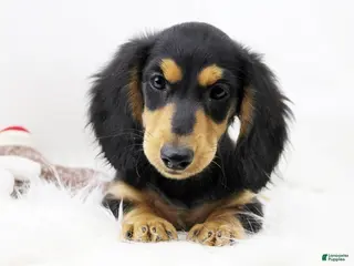 Dachshund dogs Edward BTD 6171 - Ad 2