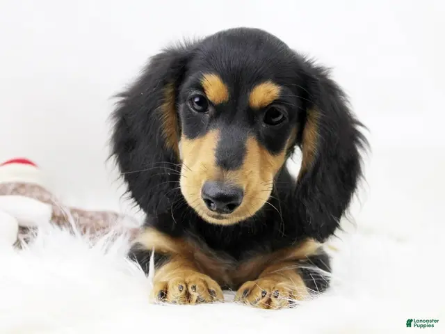 Dachshund dogs for sale: Edward BTD 6171 - Ad 2
