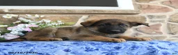 German Shepherd dogs for sale: Sphinx - Ad 3