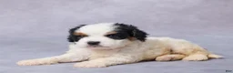 Cavapoo dogs for sale: Bo - Ad 1