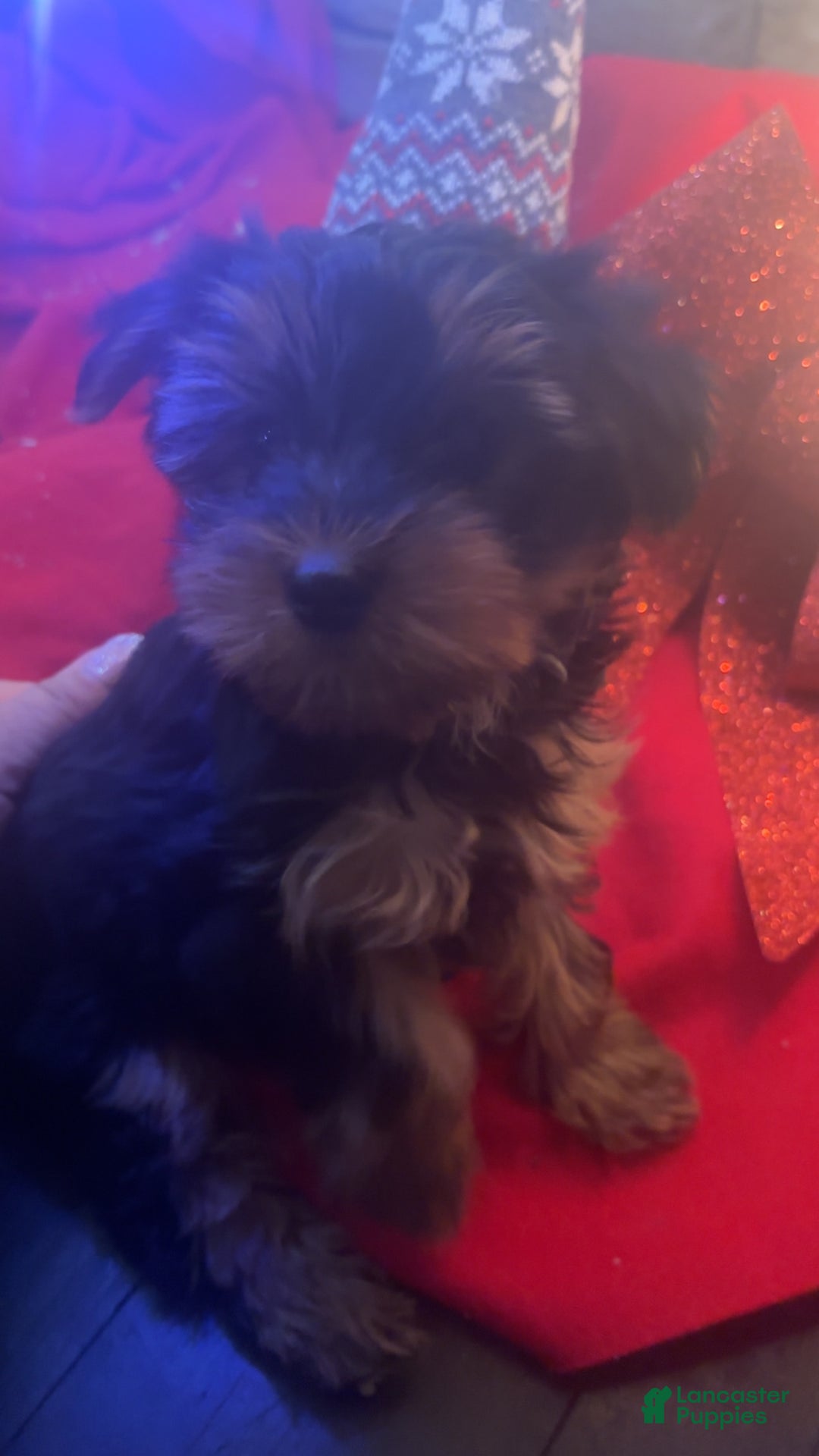 Yorkshire Terrier dogs for sale: Yorkshire Terrier juno - Ad 2