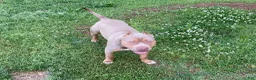American Bully dogs for sale: American Bully 1 - Ad 3