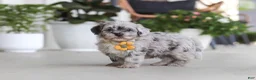 Havapoo dogs for sale: Buddy - Ad 6