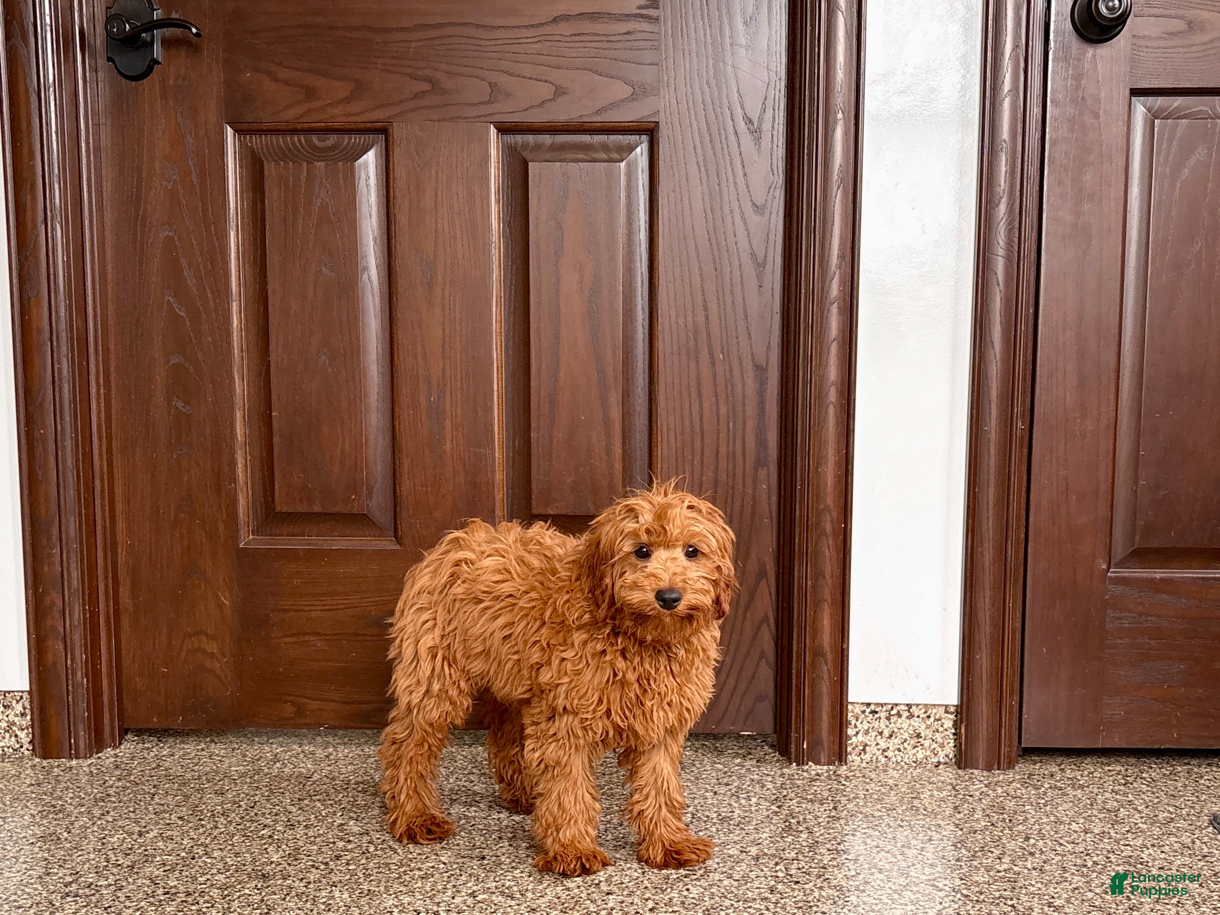Cavapoo dogs Cavapoo male Puppy 3 - Ad 1
