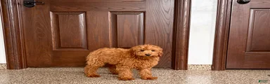 Cavapoo male Puppy 3