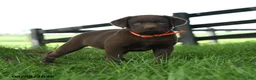 Labrador Retriever dogs for sale: Nova - Ad 3