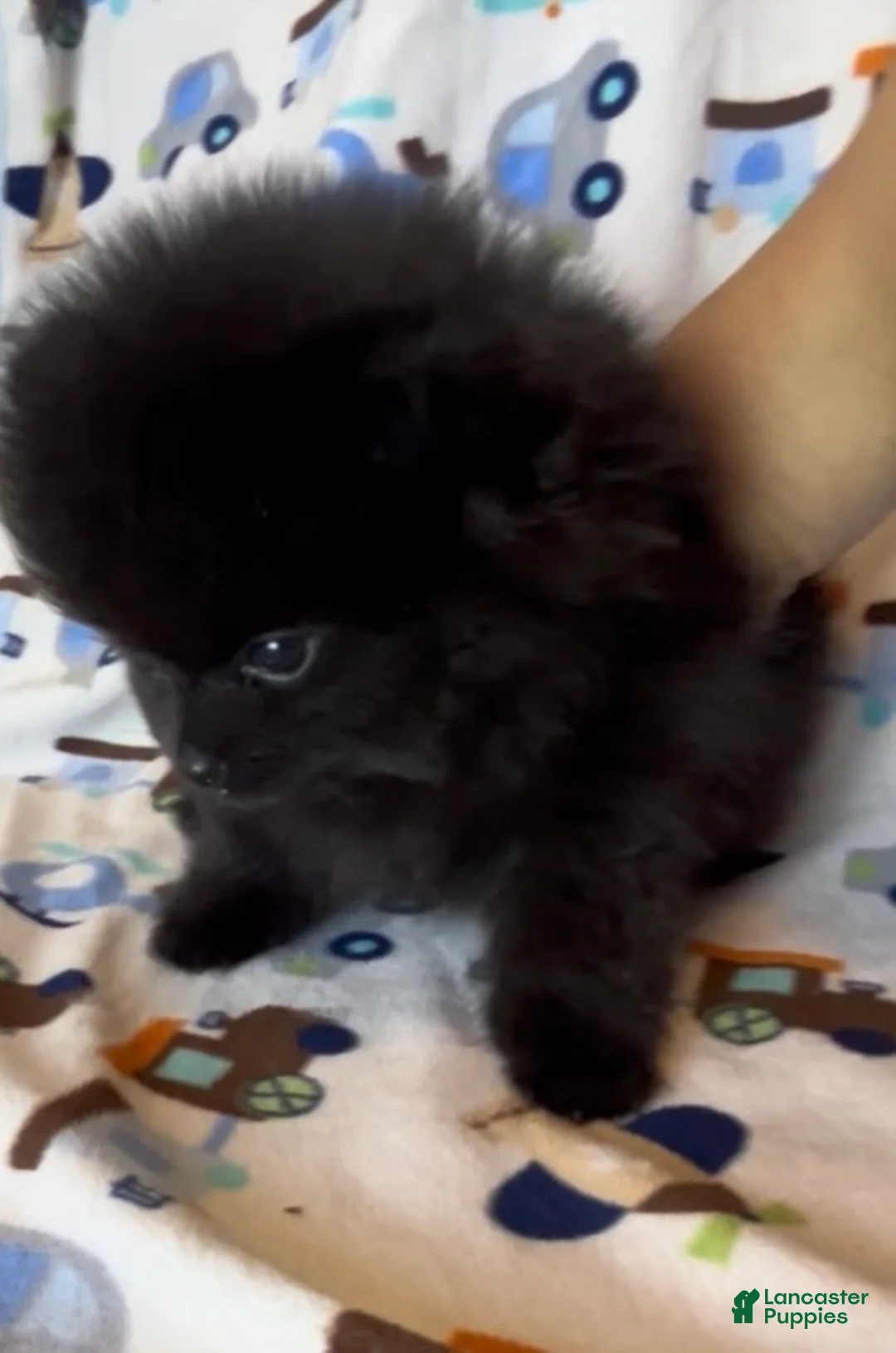 Pomeranian dogs for sale: Gomez - Ad 1