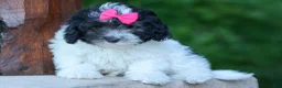 Cavapoo dogs for sale: Remi 🩷 - Ad 4