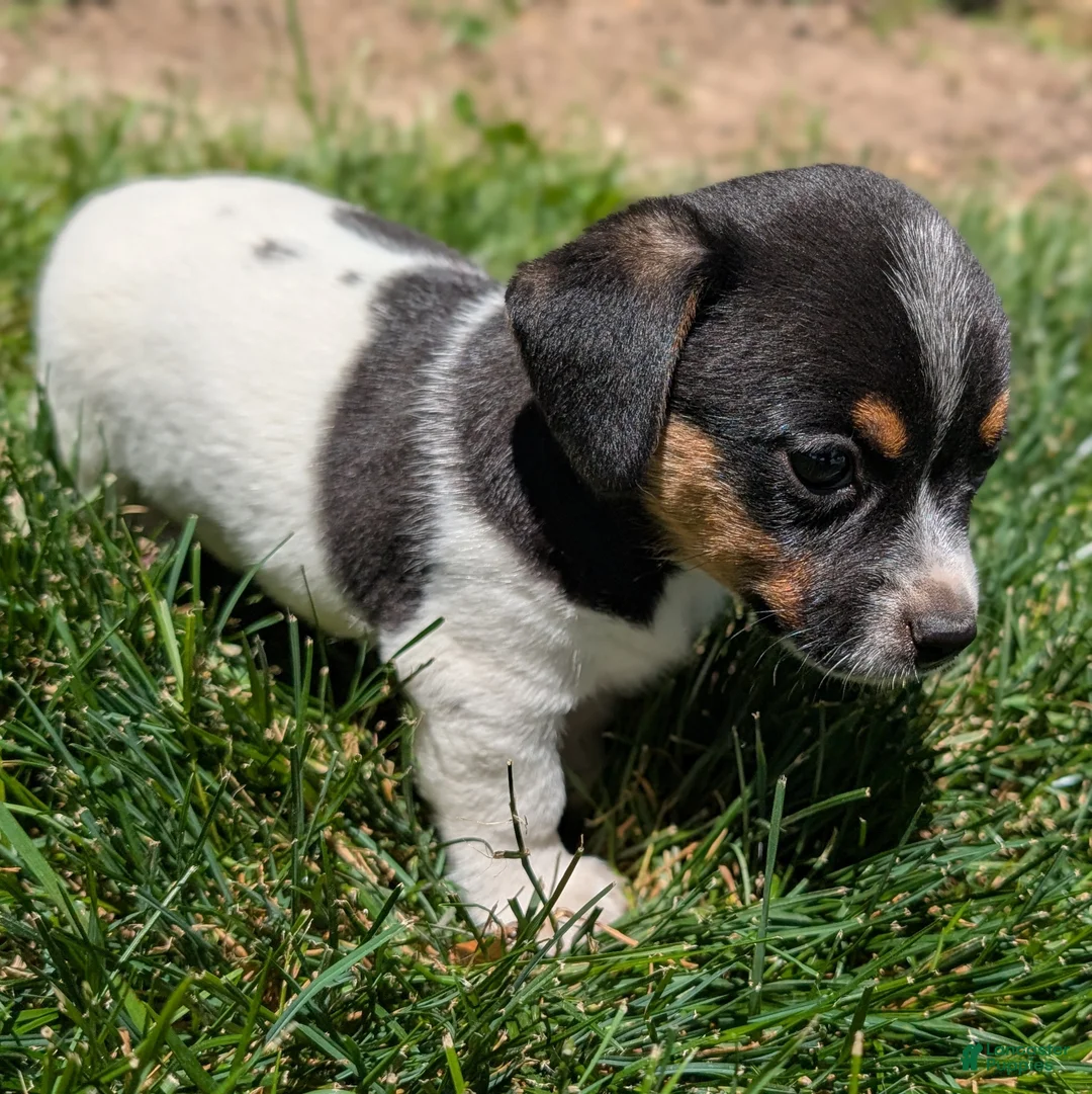 Jack Russell Terrier dogs for sale: King - Ad 2