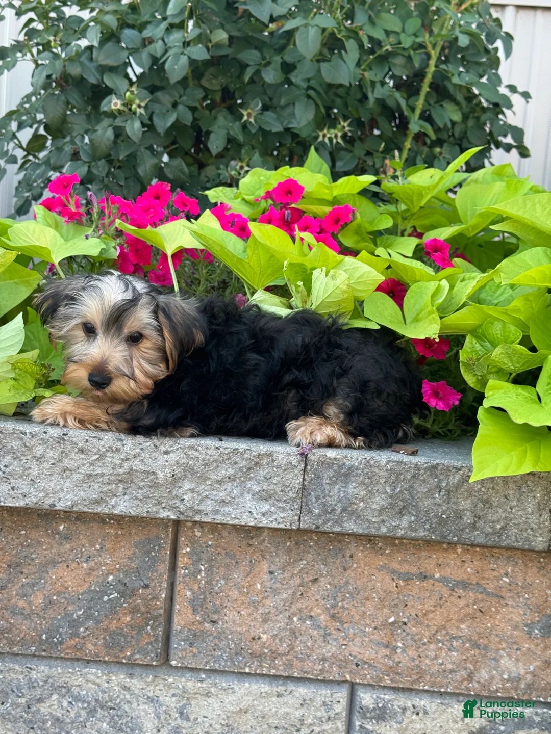 Yorkshire Terrier dogs for sale: York - Ad 2