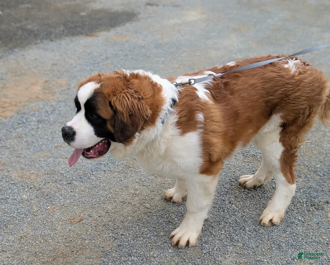 Saint Bernard dogs for sale: Parkinson - Ad 2