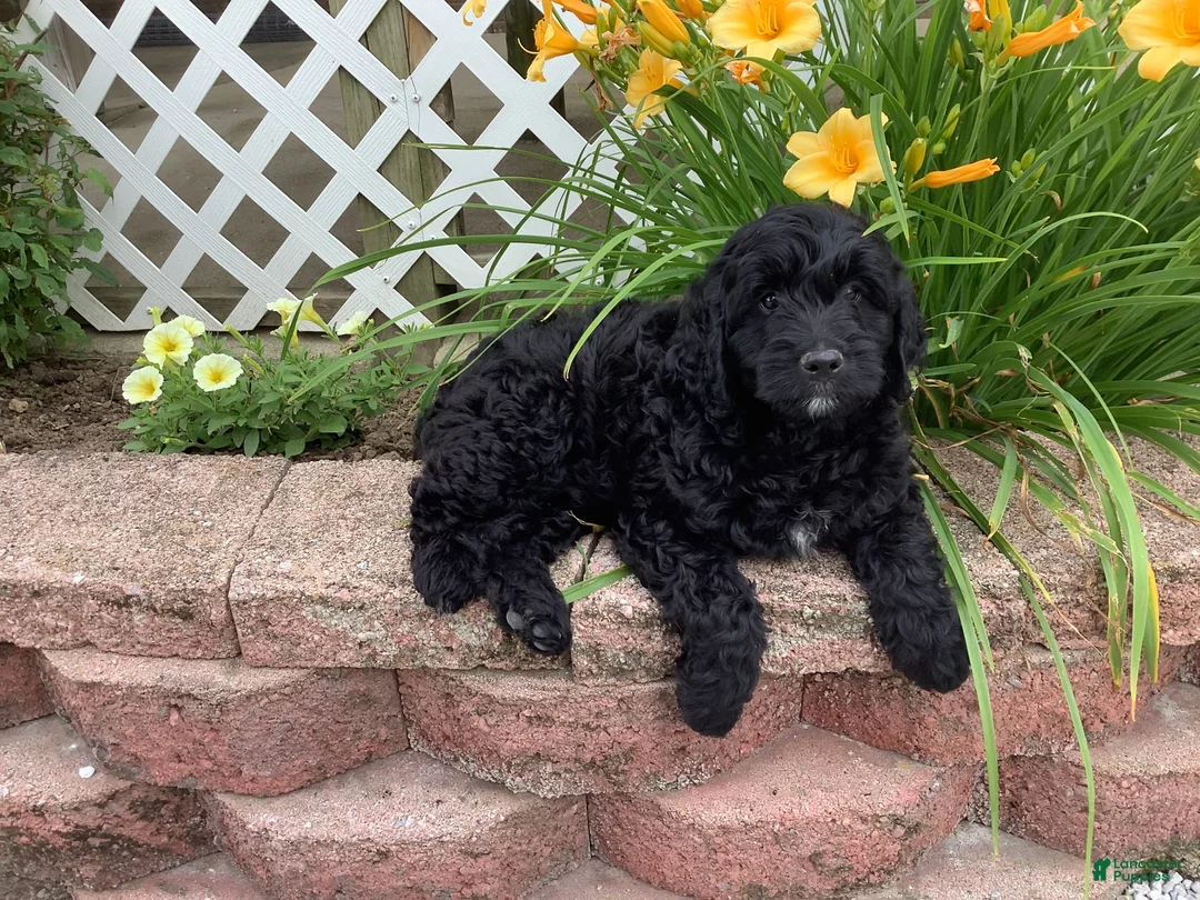 Mini Goldendoodle dogs for sale: Bentley - Ad 1