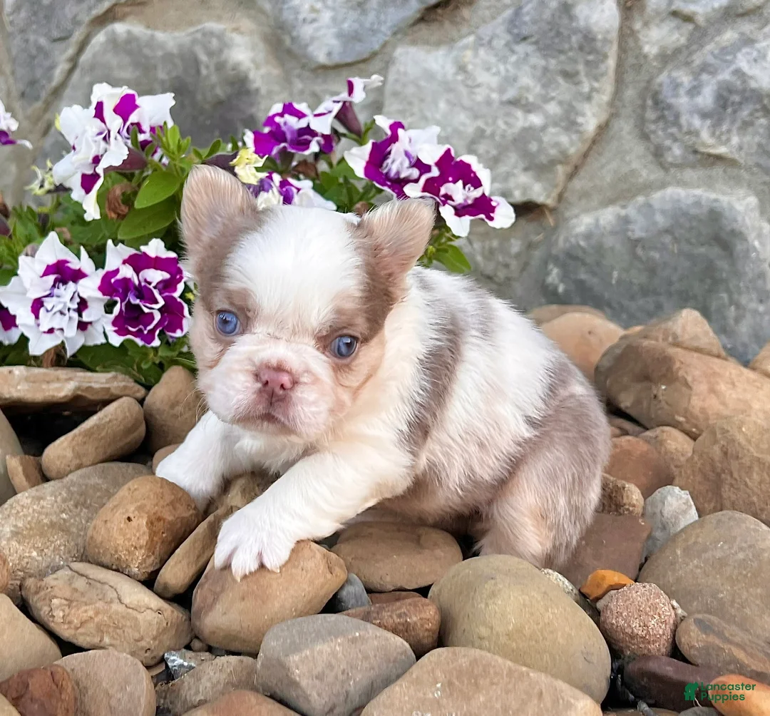 French Bulldog dogs for sale: Mercedes - Ad 6