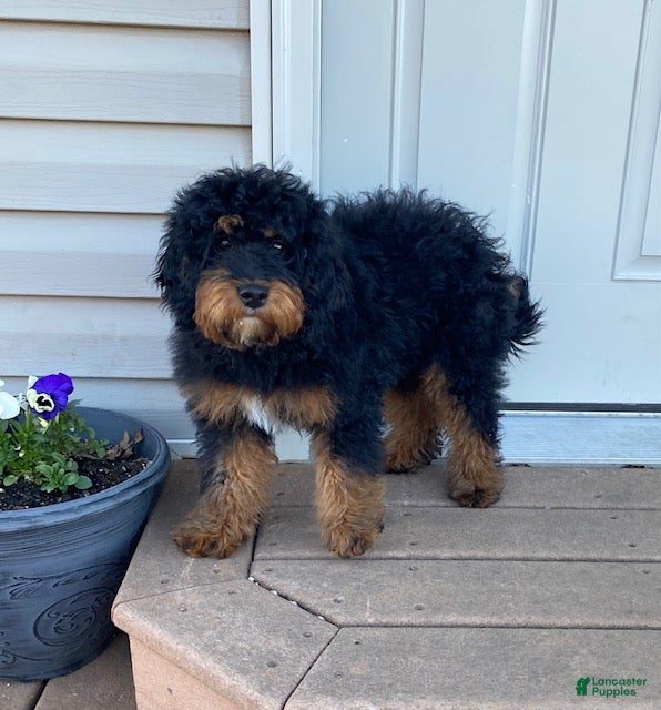 Mini Bernedoodle dogs Jade - Ad 2