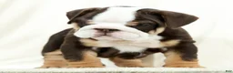English Bulldog dogs for sale: Bessie - Ad 10