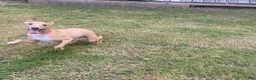 Italian Greyhound dogs for sale: Mr Orange - Ad 4