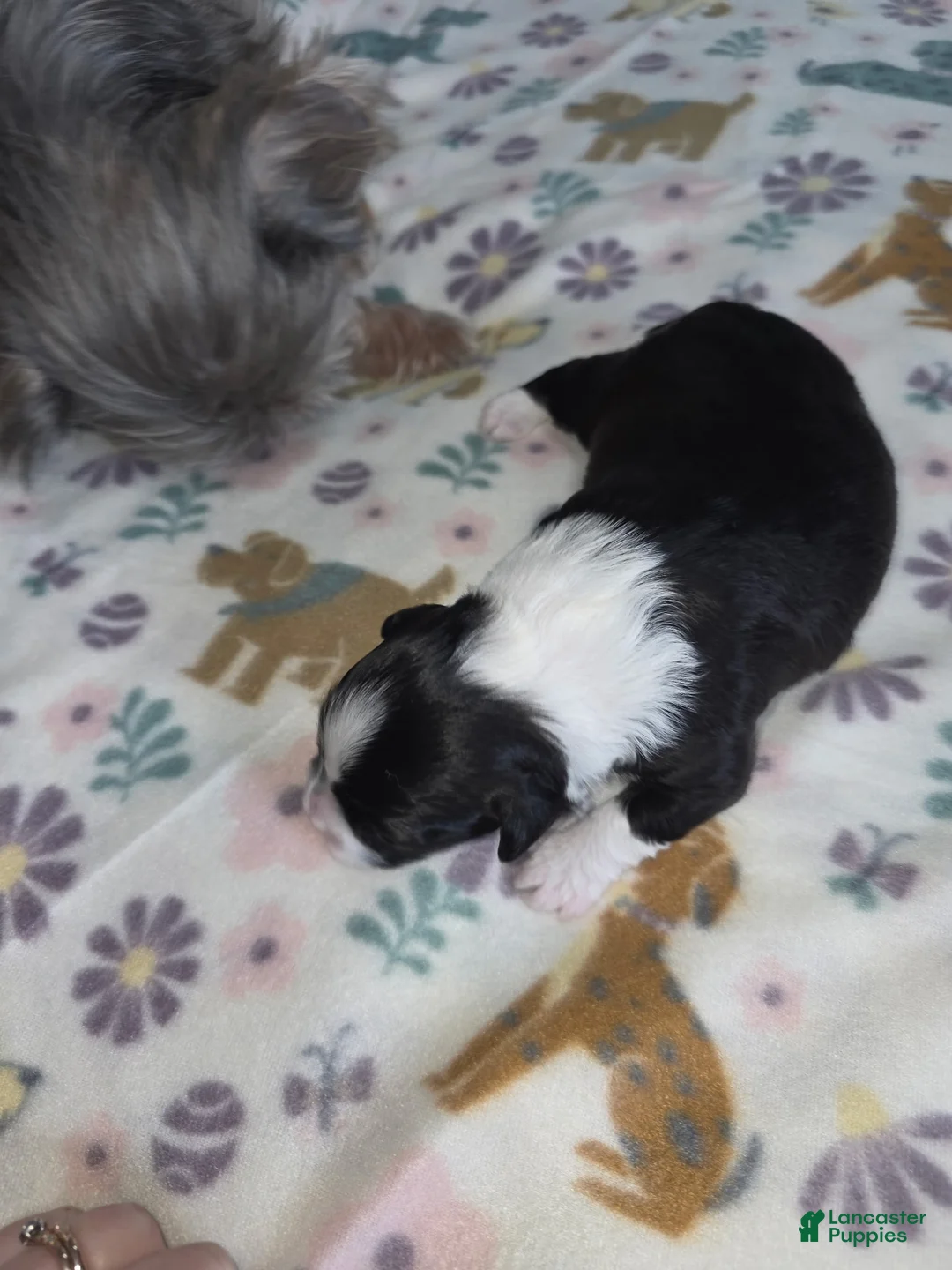 Shihpoo dogs for sale: Shihpoo Puppy 1 - Ad 4