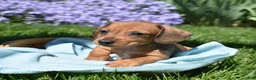 Miniature Dachshund dogs for sale: Slinky - Ad 2