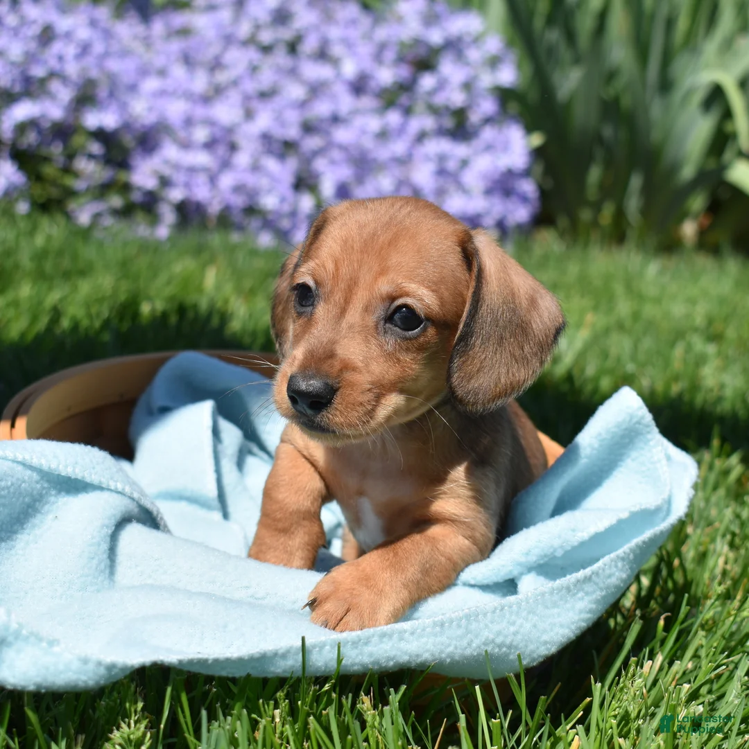 Miniature Dachshund dogs for sale: Slinky - Ad 2