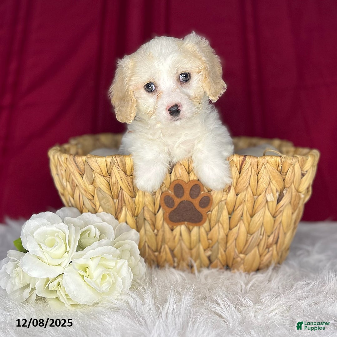 Cavachon dogs for sale: Oakley - Ad 4