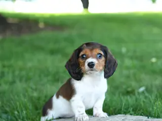 Miniature Dachshund dogs for sale: Rita - Ad 2