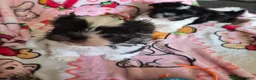 Shih Tzu dogs for sale: Shih Tzu Puppy 1 - Ad 4