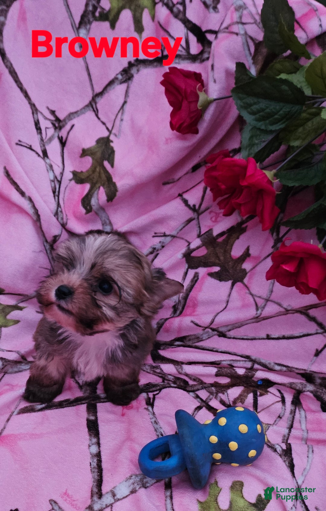 Morkie dogs for sale: Browney  - Ad 3