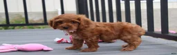 Cockapoo dogs for sale: Lily - Ad 5