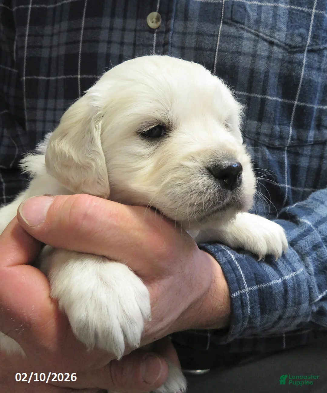 Golden Retriever dogs for sale: Sugar - Ad 7