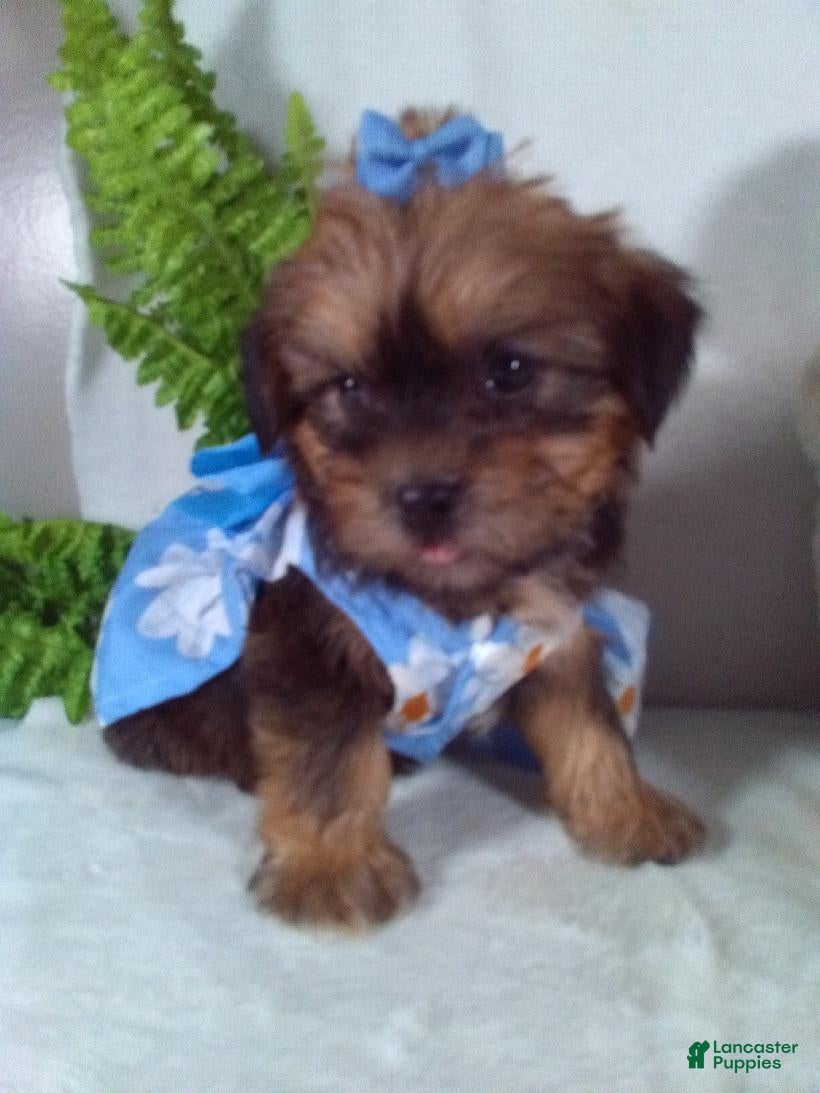 Shorkie dogs Ginger - Ad 2