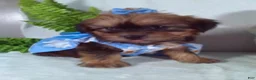 Shorkie dogs for sale: Ginger - Ad 2