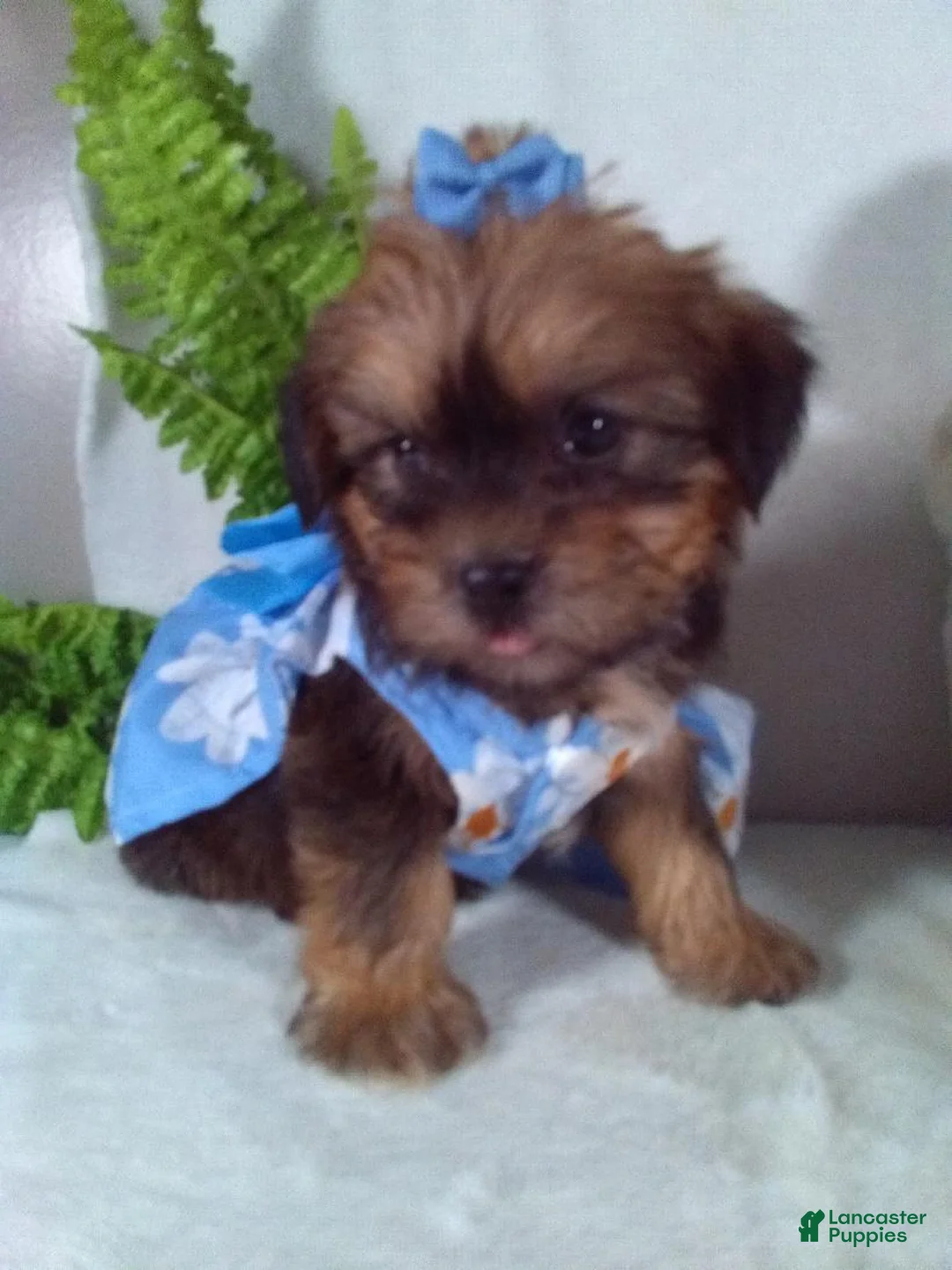 Shorkie dogs for sale: Ginger - Ad 2