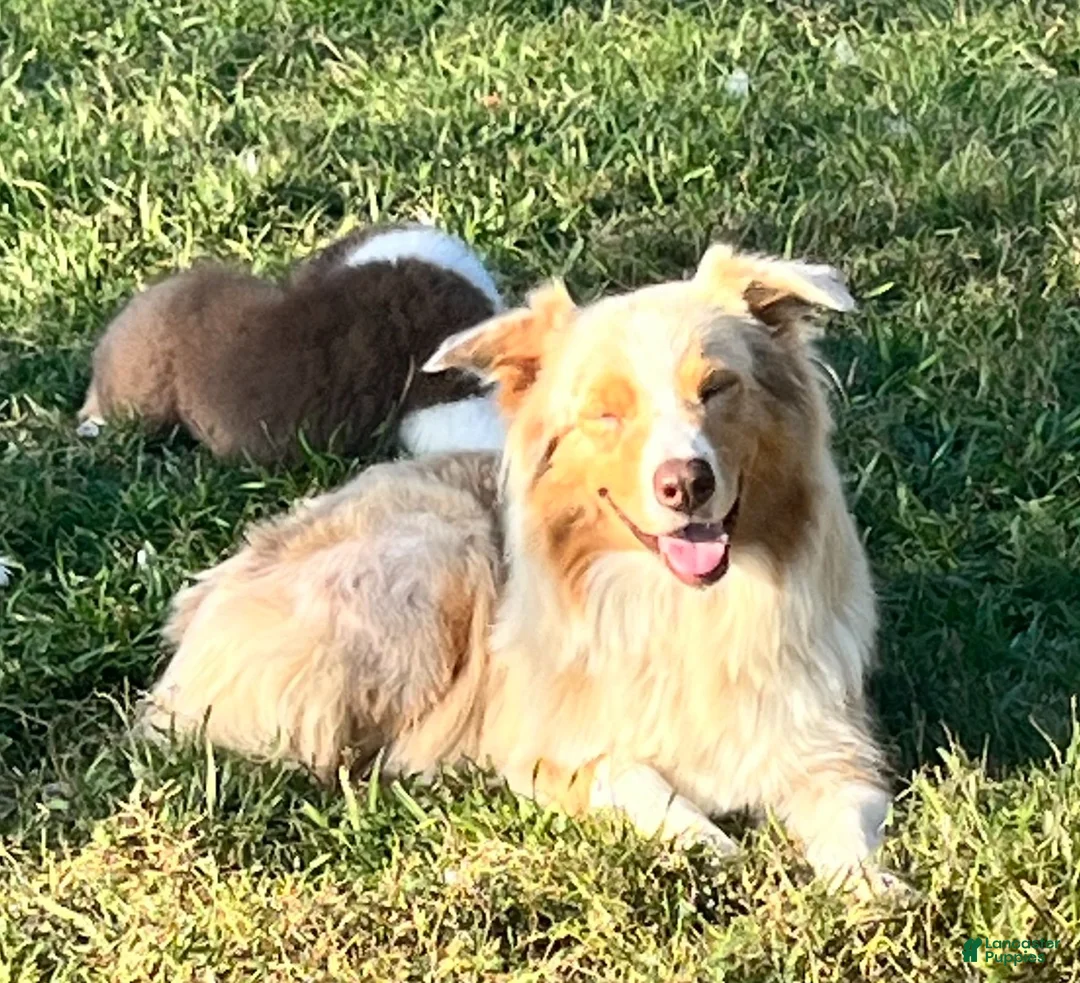 Australian Shepherd dogs for sale: AKC 6 Candy - Ad 6
