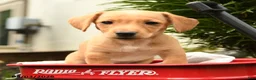 Mixed Breed dogs for sale: Aura - Ad 4