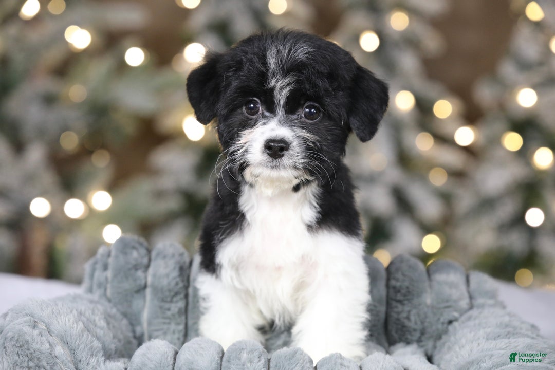 Teddy Bear dogs for sale: Noelle - Ad 6