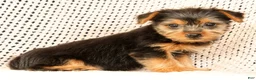 Yorkshire Terrier dogs for sale: Allison - Ad 5