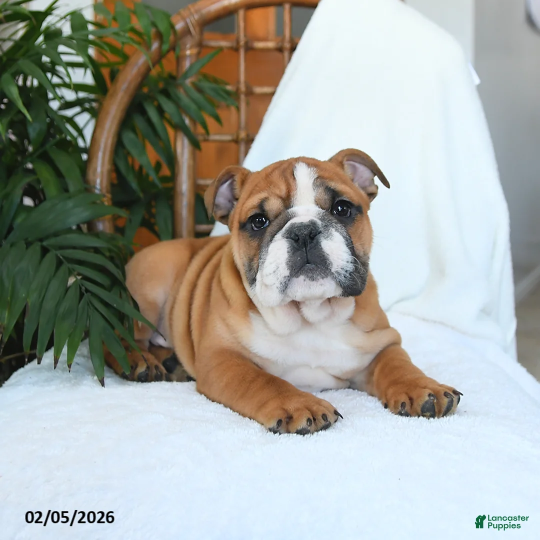 English Bulldog dogs for sale: Mayhem - Ad 3