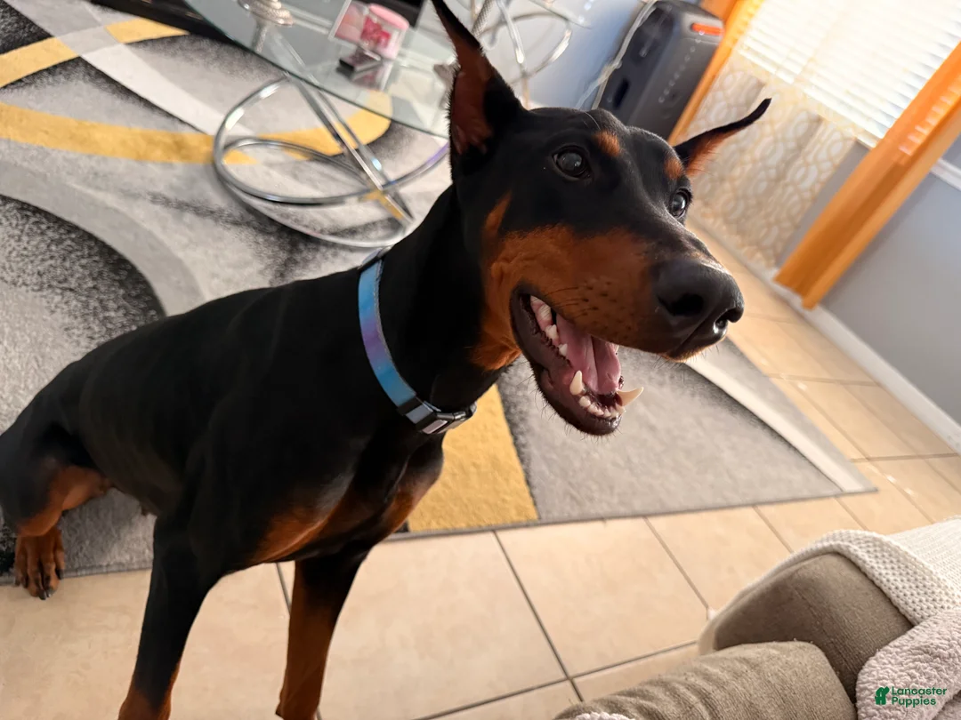 Doberman Pinscher dogs for sale: Doberman Pinscher Puppy 1 - Ad 2