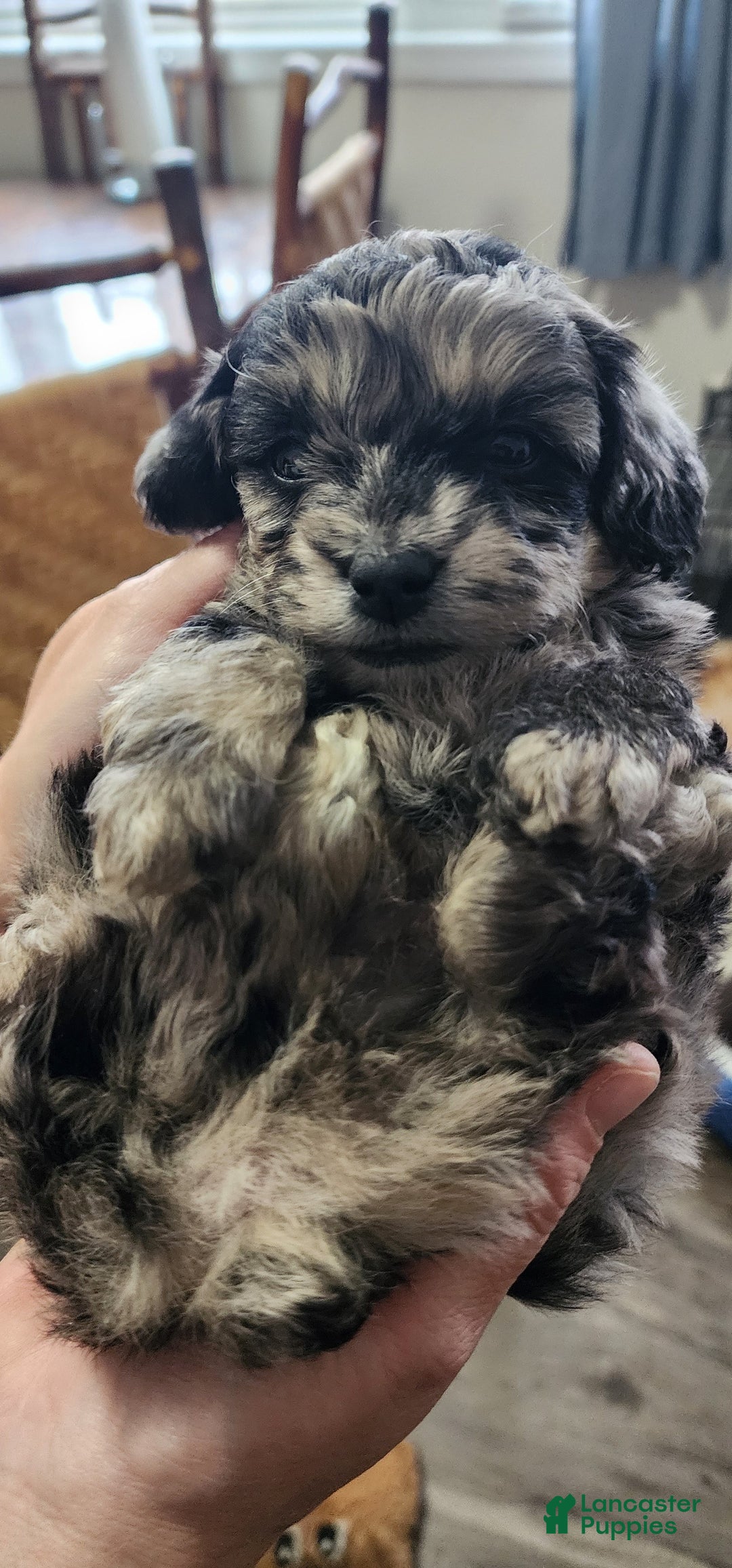 Gallery Image {{count}}