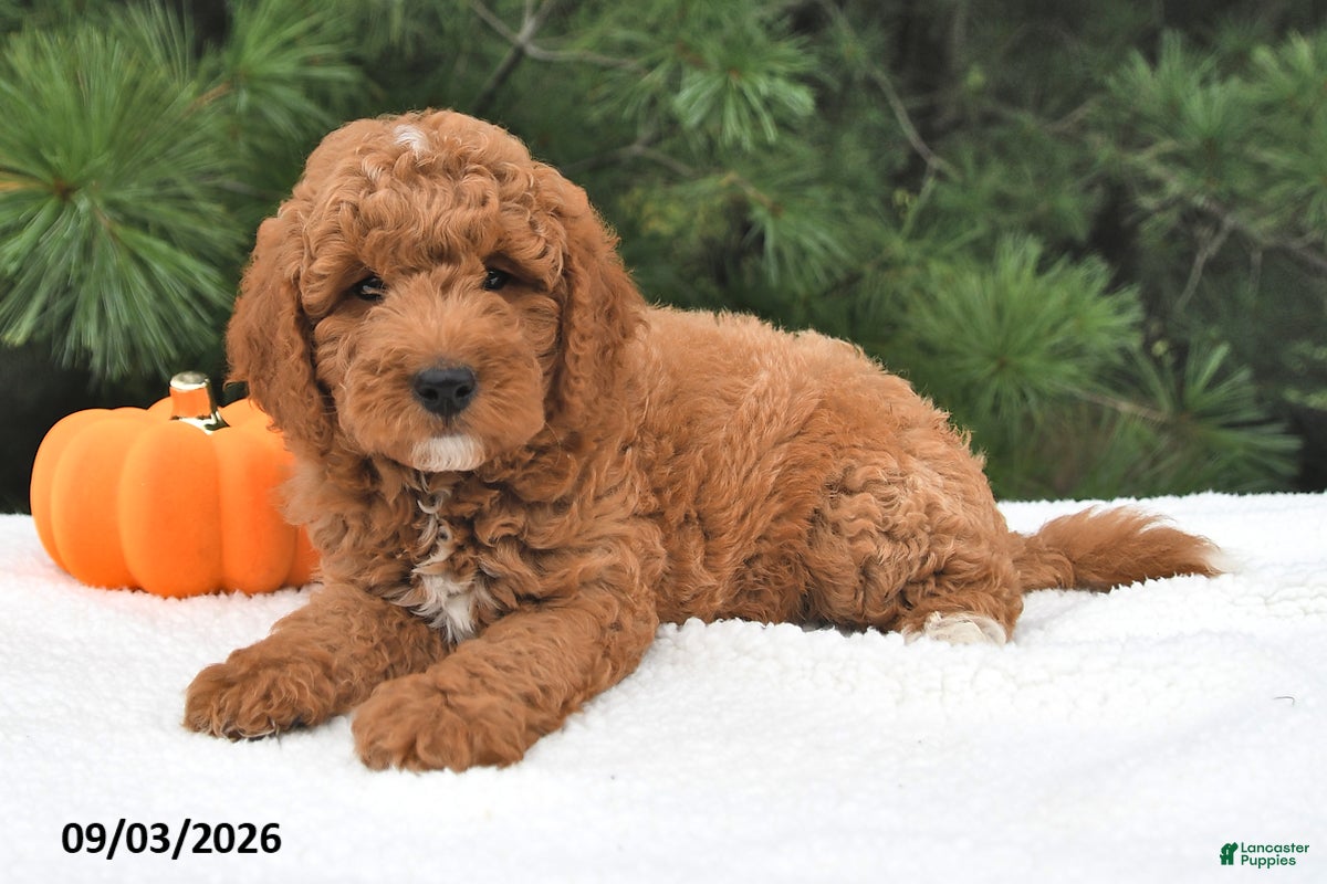 Mini Goldendoodle dogs Milo  - Ad 2