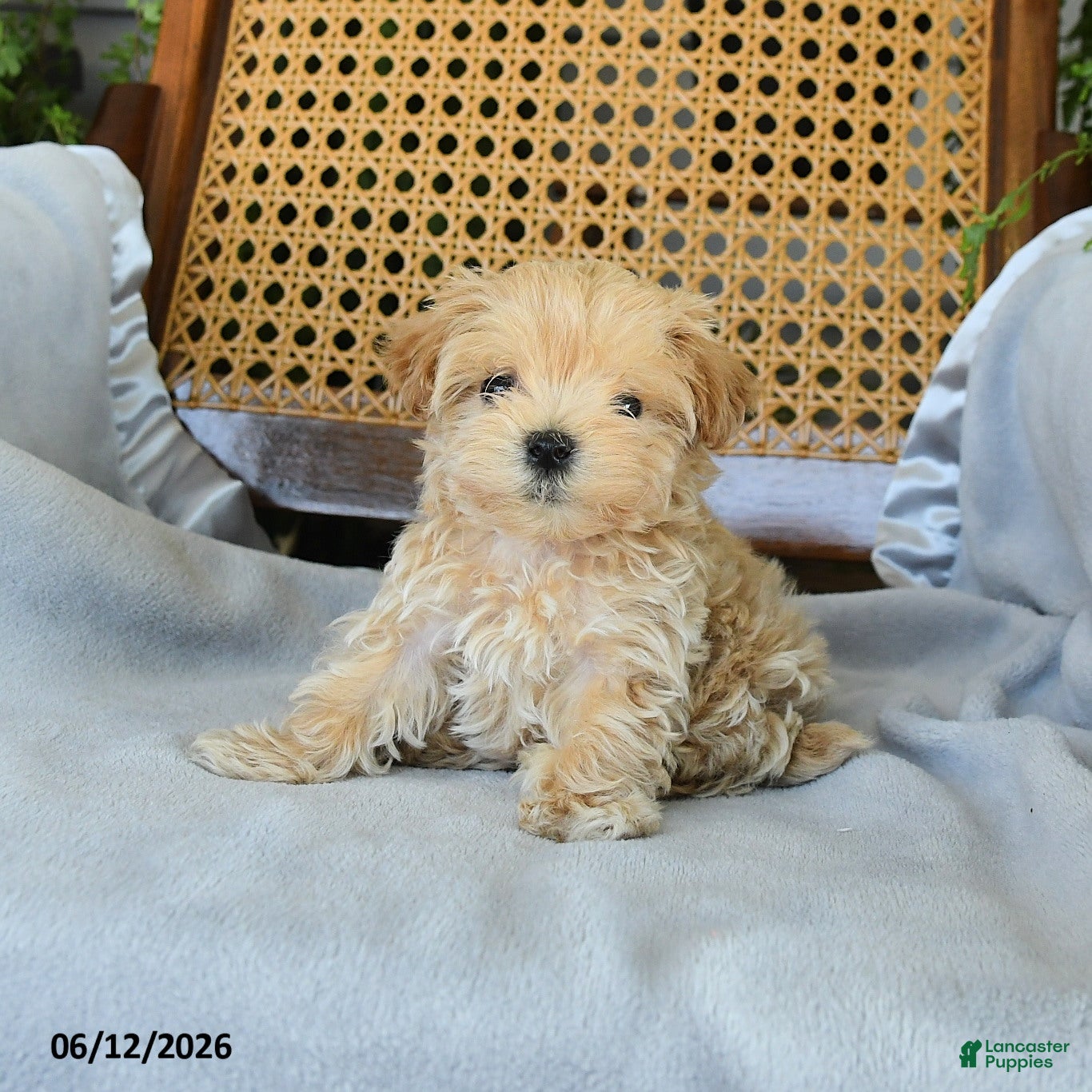 Maltipoo dogs Josephina - Ad 2