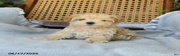 Maltipoo dogs for sale: Josephina - Ad 2