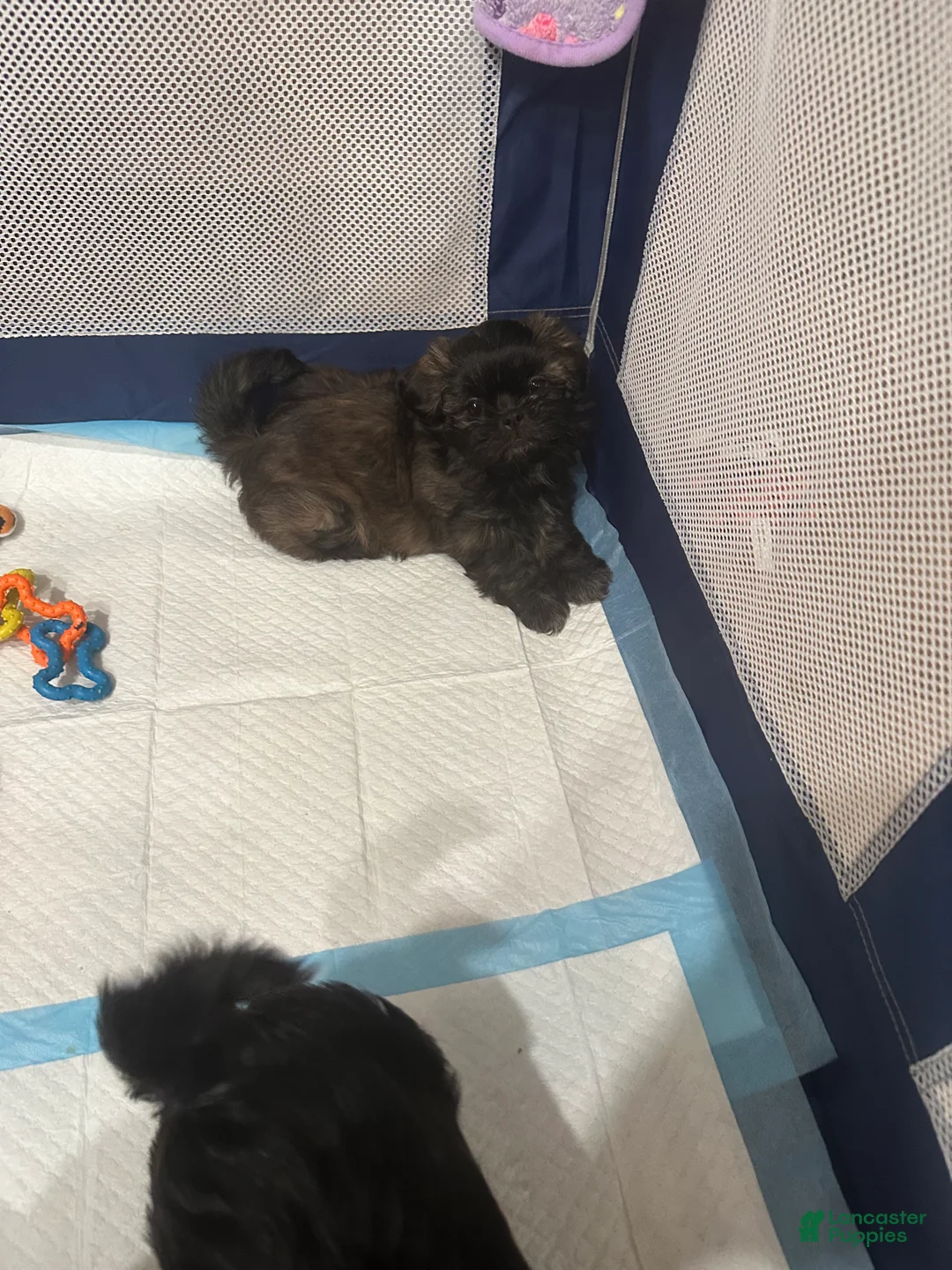 Shih Tzu dogs for sale: Brownie - Ad 2