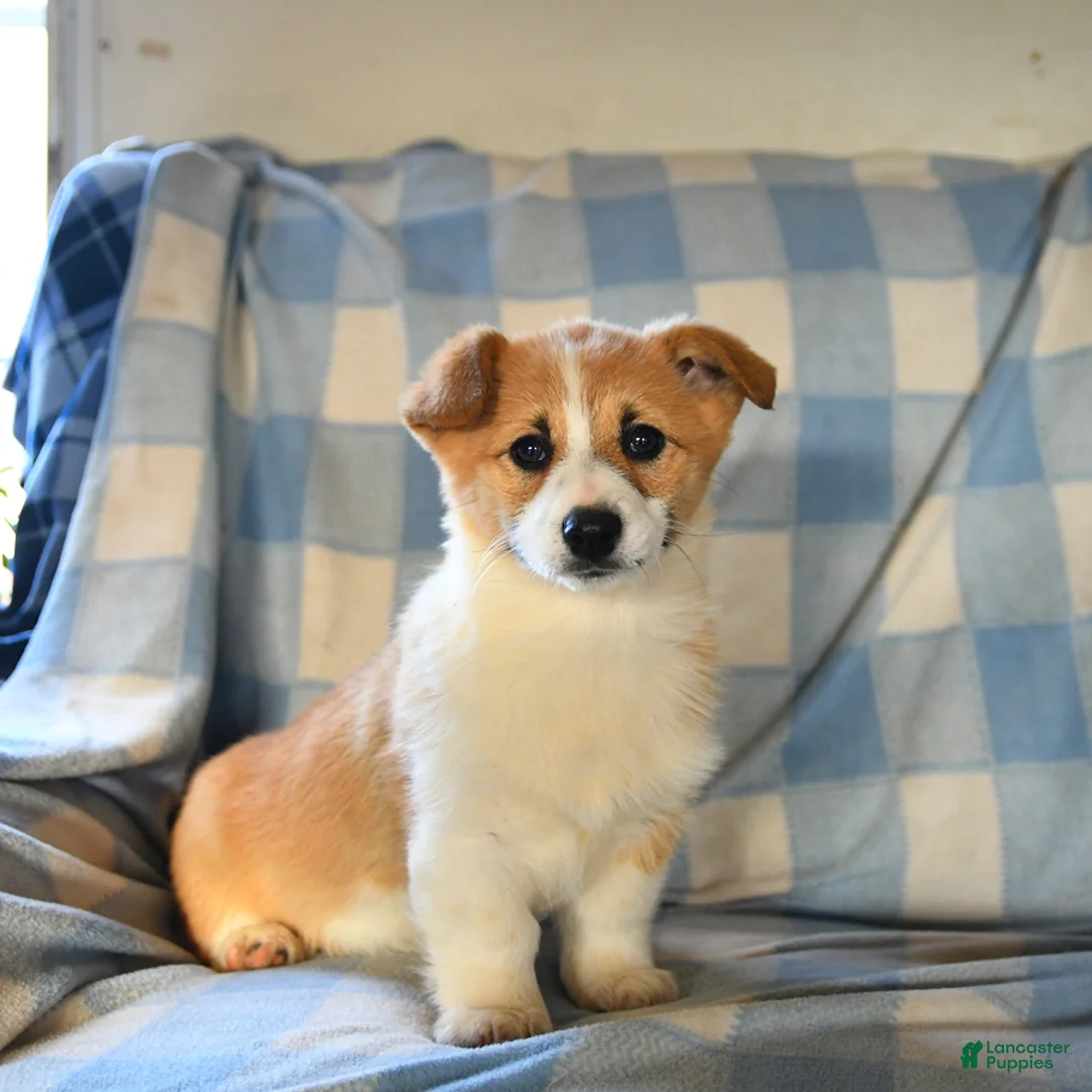 Welsh Corgi Pembroke dogs for sale: Melody  - Ad 2
