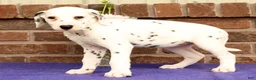 Dalmatian dogs for sale: Cindy - Ad 5
