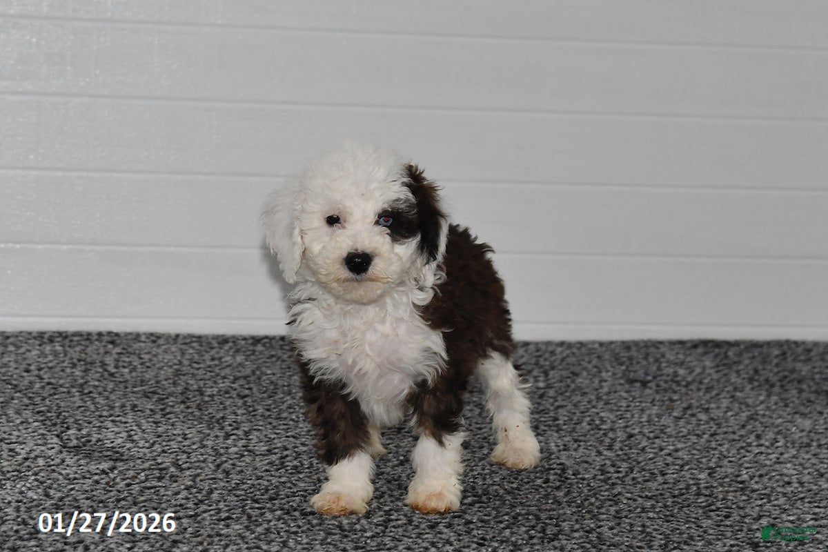 Mini Sheepadoodle dogs Olivia - Ad 2