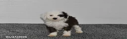 Mini Sheepadoodle dogs for sale: Olivia - Ad 2