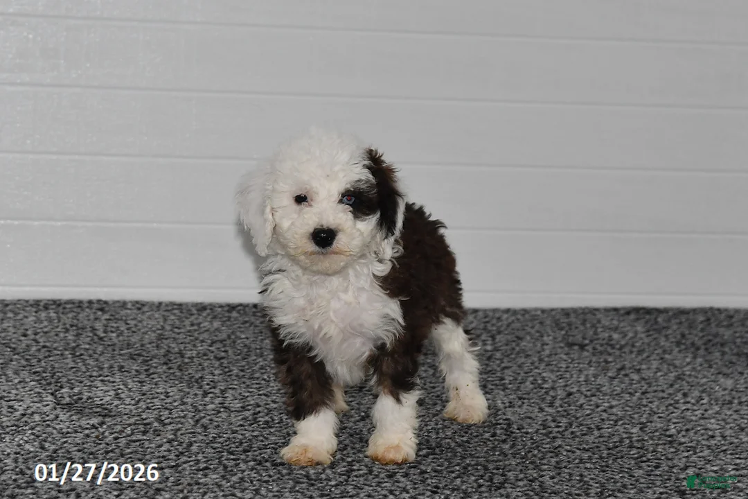 Mini Sheepadoodle dogs for sale: Olivia - Ad 2