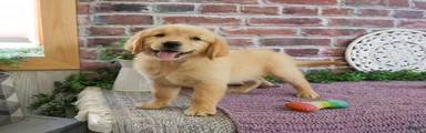 Gracie