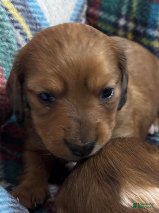 Dachshund dogs Red dapple little girl - Ad 30